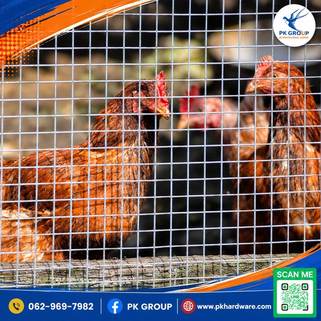 ตาข่ายกรงไก่สี่เหลี่ยม ตาข่ายกรงไก่สี่เหลี่ยม